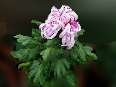 玉佛苑菊展照