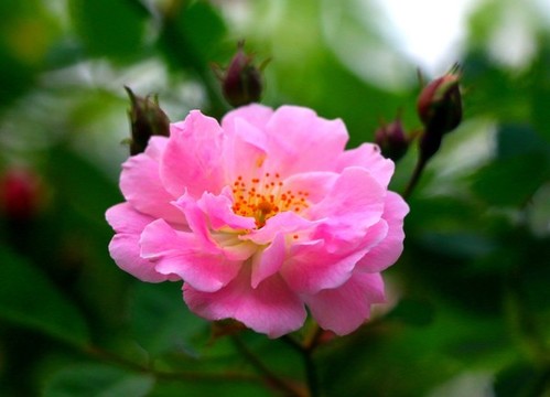 薔薇