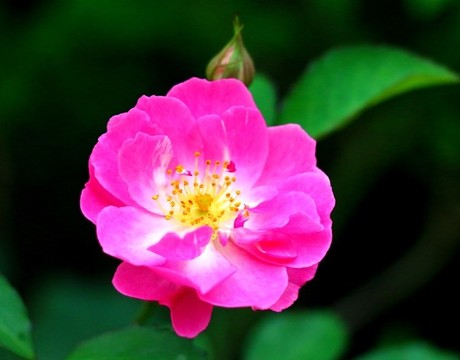 薔薇