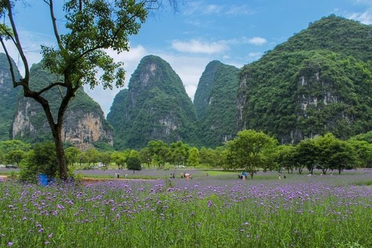 中國廣西桂林陽朔春天花海