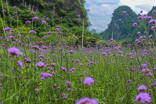 中國廣西桂林陽朔春天花海
