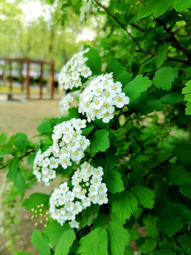 繡線菊
