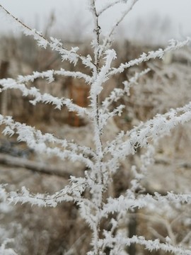 雪景植物