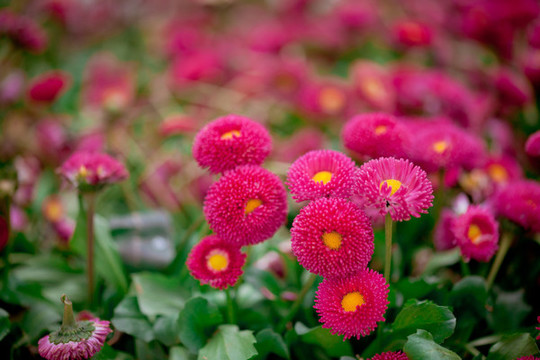 雛菊