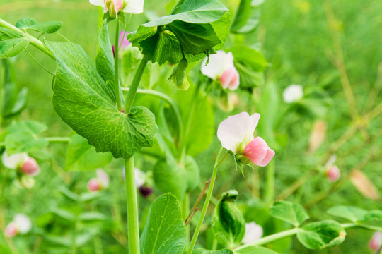 豌豆開(kāi)花