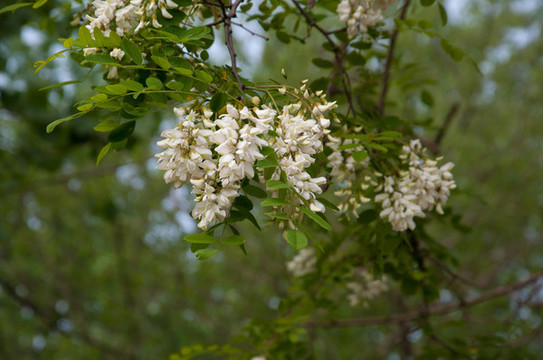 槐樹(shù)花