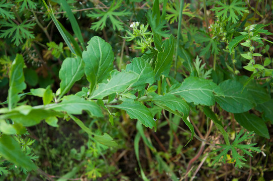 枸杞樹(shù)