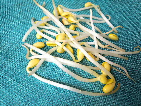 靜物豆芽