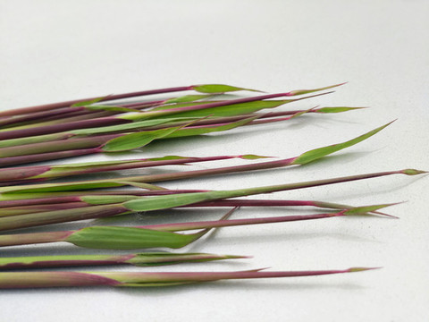 青草茅針