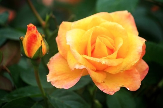 月季花