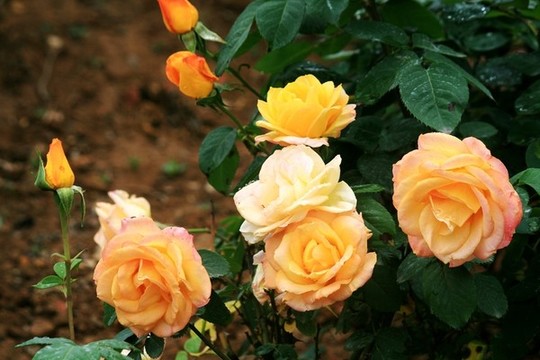 月季花
