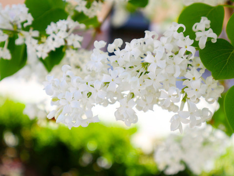 丁香花