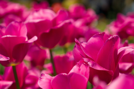 滿(mǎn)屏幕深紅色的花朵