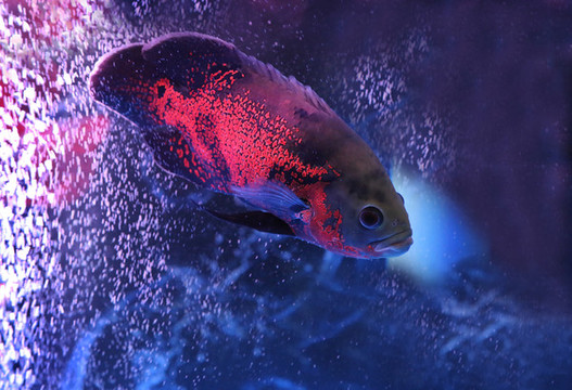 地圖魚(yú)
