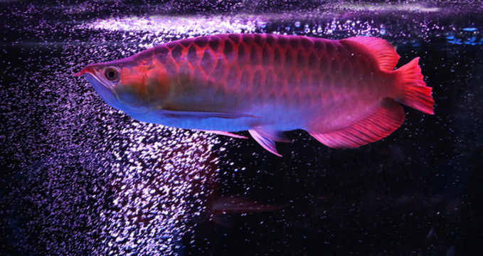 金龍魚