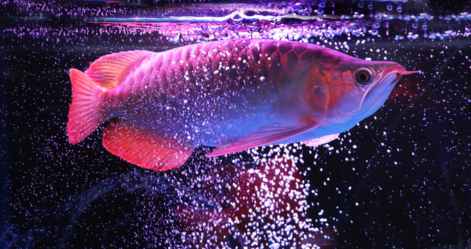 金龍魚