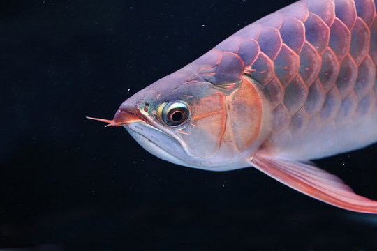 金龍魚