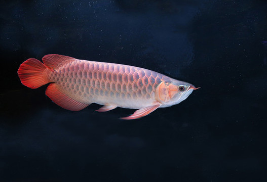 金龍魚(yú)