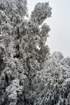 雪松冰掛