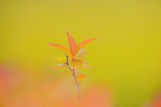 金焰繡線菊