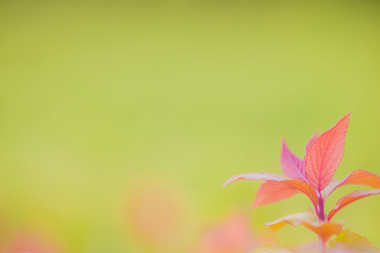 金焰繡線菊