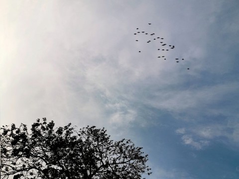 天空飛鳥(niǎo)