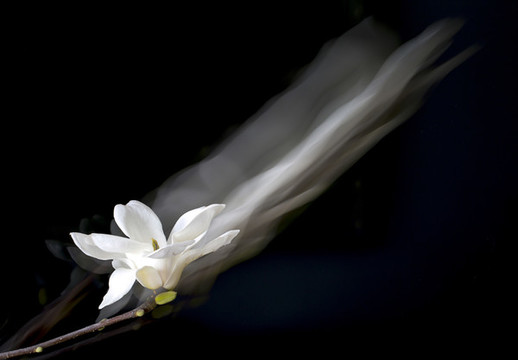 玉蘭花