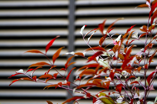 紅葉