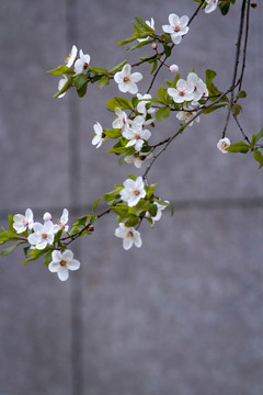 花枝