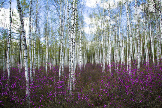 山野白樺杜鵑花