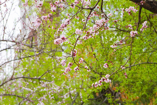 桃花
