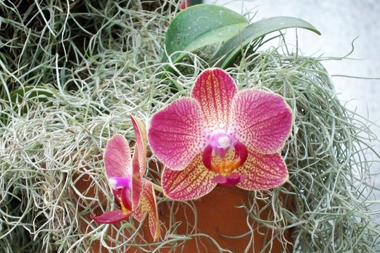 蘭花和苔蘚