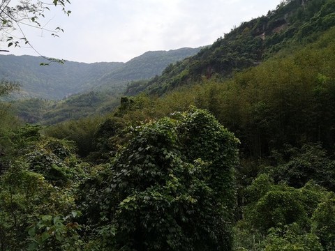 綠水青山