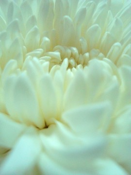 白百合花特寫鏡頭