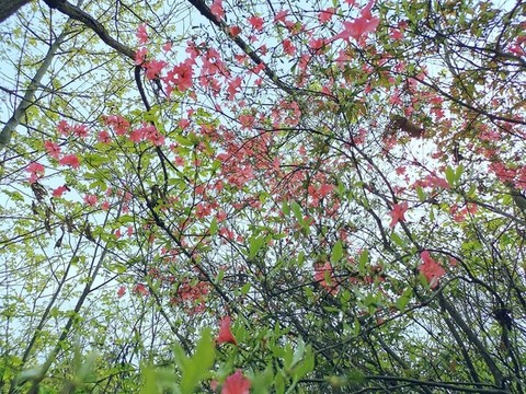 滿山映山紅