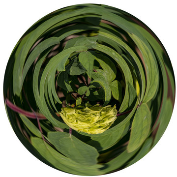 極坐標(biāo)牡丹花