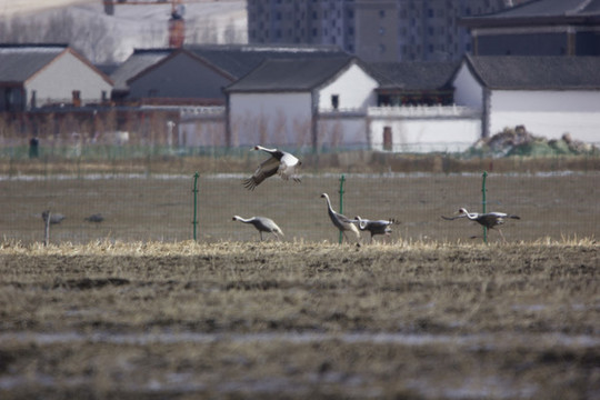 鳥