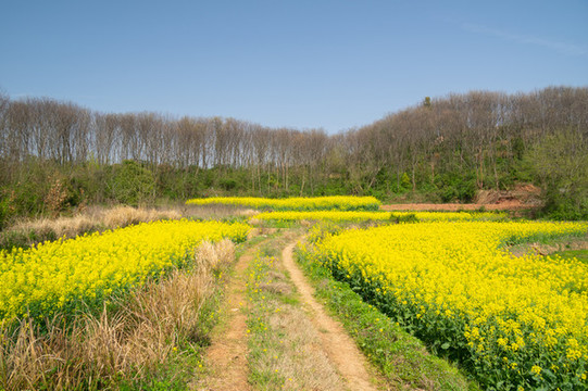 湖北黃石沼山森林公園春季風光