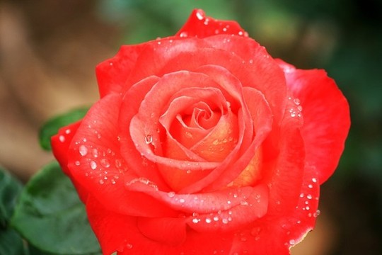 月季花