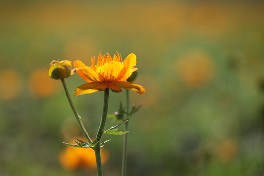 金雞菊