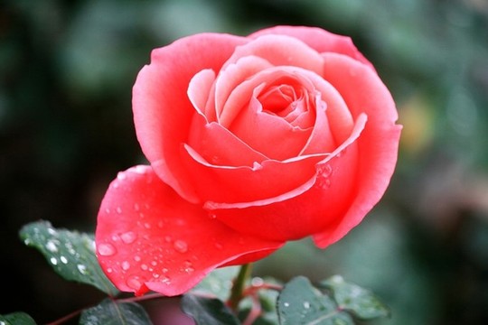 月季花
