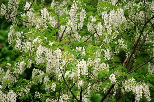 洋槐樹(shù)