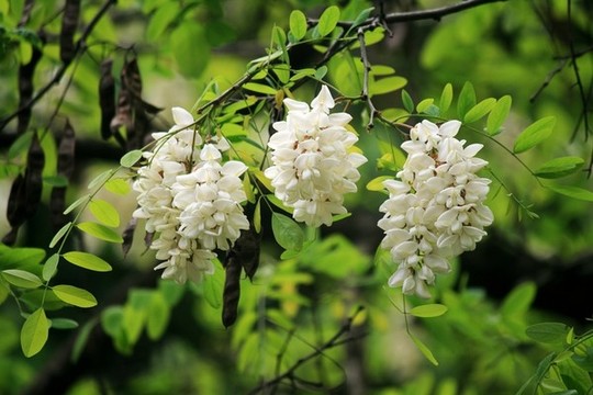 洋槐花