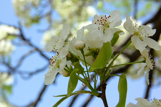 梨樹花