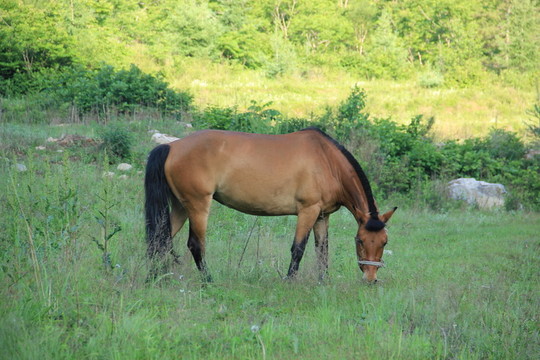 馬