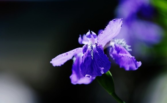 鳶尾花開(kāi)