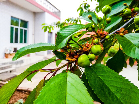 櫻桃花