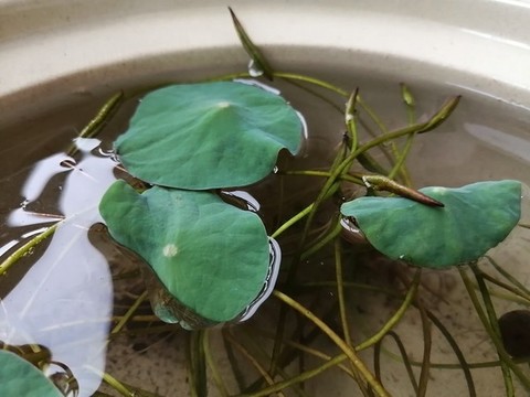 荷葉盆景盆栽