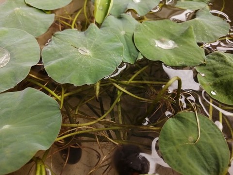 荷葉盆景盆栽