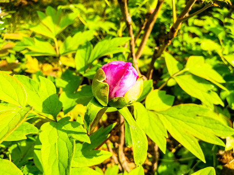菊花特寫
